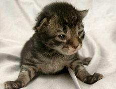 Wildfee's Norwegische Waldkatzen Wildfee's Synofee - eine Woche alt