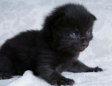 Wildfee's Norwegische Waldkatzen Wildfee's Salem Saberhagen - zwei Wochen alt