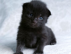 Wildfee's Norwegische Waldkatzen Wildfee's Salem Saberhagen - zwei Wochen alt