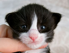 Wildfee's Norwegische Waldkatzen Wildfee's Samson - zwei Wochen alt