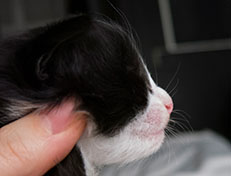 Wildfee's Norwegische Waldkatzen Wildfee's Samson - zwei Wochen alt