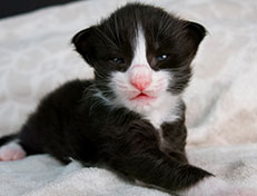 Wildfee's Norwegische Waldkatzen Wildfee's Samson - zwei Wochen alt