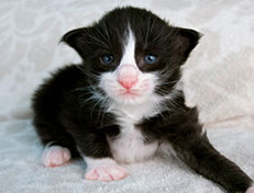 Wildfee's Norwegische Waldkatzen Wildfee's Samson - zwei Wochen alt