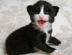 Wildfee's Norwegische Waldkatzen Wildfee's Samson - zwei Wochen alt alt