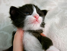 Wildfee's Norwegische Waldkatzen Wildfee's Samson - zwei Wochen alt alt