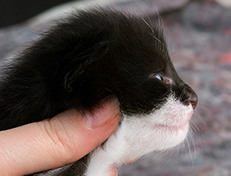 Wildfee's Norwegische Waldkatzen Wildfee's Siri Swana - zwei Wochen alt