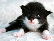 Wildfee's Norwegische Waldkatzen Wildfee's Siri Swana - zwei Wochen alt