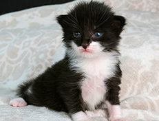 Wildfee's Norwegische Waldkatzen Wildfee's Siri Swana - zwei Wochen alt alt