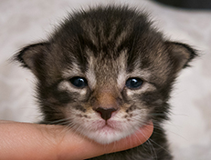 Wildfee's Norwegische Waldkatzen Wildfee's Solgunn - zwei Wochen alt