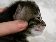 Wildfee's Norwegische Waldkatzen Wildfee's Solgunn - zwei Wochen alt