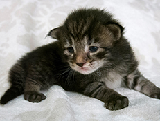 Wildfee's Norwegische Waldkatzen Wildfee's Solgunn - zwei Wochen alt