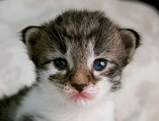 Wildfee's Norwegische Waldkatzen Wildfee's Solveig - zwei Wochen alt