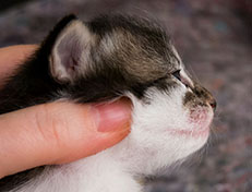 Wildfee's Norwegische Waldkatzen Wildfee's Solveig - zwei Wochen alt