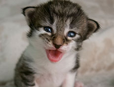 Wildfee's Norwegische Waldkatzen Wildfee's Solveig - zwei Wochen alt