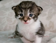 Wildfee's Norwegische Waldkatzen Wildfee's Solveig - zwei Wochen alt alt