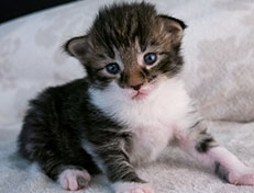 Wildfee's Norwegische Waldkatzen Wildfee's Sylvie - zwei Wochen alt