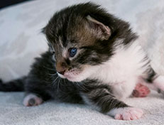 Wildfee's Norwegische Waldkatzen Wildfee's Sylvie - zwei Wochen alt