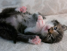 Wildfee's Norwegische Waldkatzen Wildfee's Sylvie - zwei Wochen alt alt