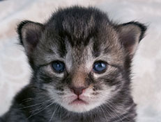 Wildfee's Norwegische Waldkatzen Wildfee's Synofee - zwei Wochen alt