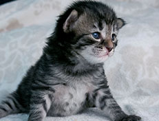 Wildfee's Norwegische Waldkatzen Wildfee's Synofee - zwei Wochen alt