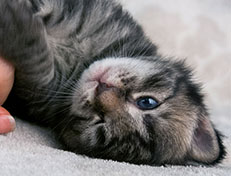 Wildfee's Norwegische Waldkatzen Wildfee's Synofee - zwei Wochen alt alt