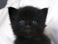 Wildfee's Norwegische Waldkatzen Wildfee's Salem Saberhagen - drei Wochen alt