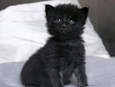 Wildfee's Norwegische Waldkatzen Wildfee's Salem Saberhagen - drei Wochen alt