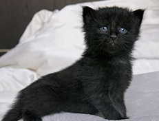 Wildfee's Norwegische Waldkatzen Wildfee's Salem Saberhagen - drei Wochen alt