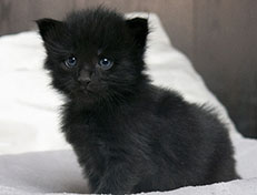 Wildfee's Norwegische Waldkatzen Wildfee's Salem Saberhagen - drei Wochen alt alt