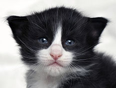 Wildfee's Norwegische Waldkatzen Wildfee's Samson - drei Wochen alt