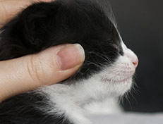 Wildfee's Norwegische Waldkatzen Wildfee's Samson - drei Wochen alt