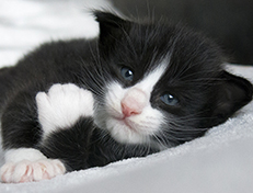 Wildfee's Norwegische Waldkatzen Wildfee's Samson - drei Wochen alt