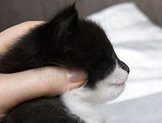 Wildfee's Norwegische Waldkatzen Wildfee's Siri Swana - drei Wochen alt