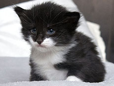 Wildfee's Norwegische Waldkatzen Wildfee's Siri Swana - drei Wochen alt