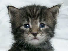 Wildfee's Norwegische Waldkatzen Wildfee's Solgunn - drei Wochen alt