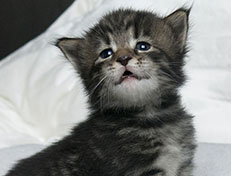 Wildfee's Norwegische Waldkatzen Wildfee's Solgunn - drei Wochen alt