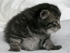 Wildfee's Norwegische Waldkatzen Wildfee's Solgunn - drei Wochen alt