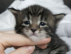 Wildfee's Norwegische Waldkatzen Wildfee's Solgunn - drei Wochen alt alt