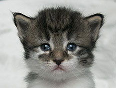 Wildfee's Norwegische Waldkatzen Wildfee's Solveig - drei Wochen alt