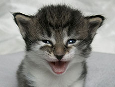 Wildfee's Norwegische Waldkatzen Wildfee's Solveig - drei Wochen alt