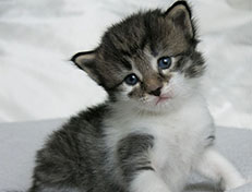 Wildfee's Norwegische Waldkatzen Wildfee's Solveig - drei Wochen alt