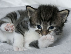 Wildfee's Norwegische Waldkatzen Wildfee's Solveig - drei Wochen alt alt