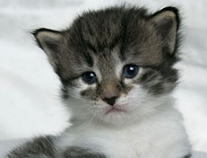 Wildfee's Norwegische Waldkatzen Wildfee's Solveig - drei Wochen alt alt