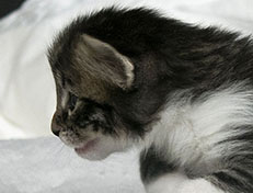 Wildfee's Norwegische Waldkatzen Wildfee's Sylvie - drei Wochen alt