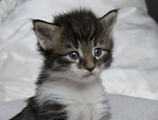 Wildfee's Norwegische Waldkatzen Wildfee's Sylvie - drei Wochen alt