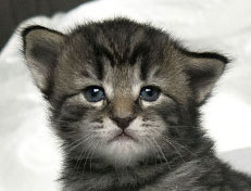 Wildfee's Norwegische Waldkatzen Wildfee's Synofee - drei Wochen alt