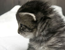 Wildfee's Norwegische Waldkatzen Wildfee's Synofee - drei Wochen alt