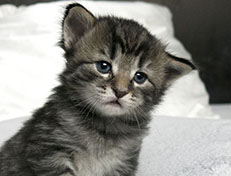 Wildfee's Norwegische Waldkatzen Wildfee's Synofee - drei Wochen alt