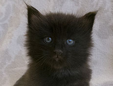 Wildfee's Norwegische Waldkatzen Wildfee's Salem Saberhagen - 4 Wochen alt