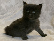 Wildfee's Norwegische Waldkatzen Wildfee's Salem Saberhagen - 4 Wochen alt